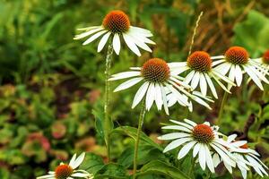 echinacea purpúrea. uma clássico norte americano pradaria plantar com vistoso ampla flores foto