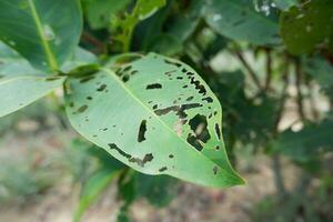 grande quantidade do buracos dentro a verde folhas causou de lagartas comendo eles foto