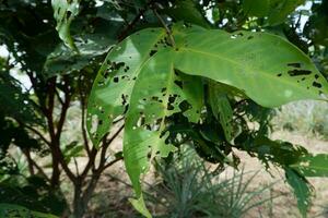 grande quantidade do buracos dentro a verde folhas causou de lagartas comendo eles foto