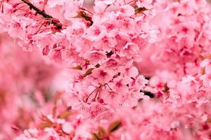 cor pastel suave, linda flor de cerejeira sakura florescendo com desbotamento em flor de sakura rosa pastel, plena floração na primavera no japão foto