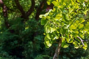 ginkgo árvore ou ginkgo biloba ou ginkgo com brilhante verde Novo folhas. foto