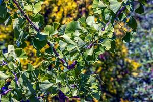 ginkgo árvore ou ginkgo biloba ou ginkgo com brilhante verde Novo folhas. foto