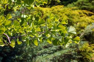 ginkgo árvore ou ginkgo biloba ou ginkgo com brilhante verde Novo folhas. foto