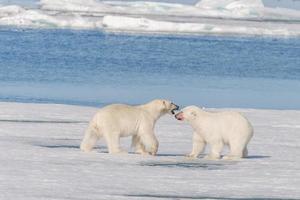 dois ursos polares selvagens indo para o gelo ao norte da ilha de spitsbergen, svalbard foto