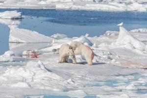 dois filhotes de urso polar selvagem brincando no gelo do mar Ártico, ao norte de svalbard foto