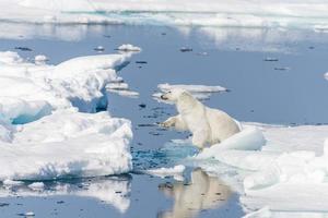 urso polar selvagem saltando em blocos de gelo ao norte da noruega ártica de svalbard foto