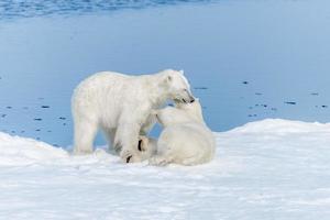 dois filhotes de urso polar selvagem brincando no gelo do mar Ártico, ao norte de svalbard foto