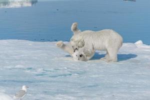 dois filhotes de urso polar selvagem brincando no gelo do mar Ártico, ao norte de svalbard foto