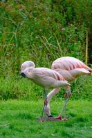 dois flamingos chilenos nas margens verdes do viveiro de peixes na área de harewood house trust em west yorkshire foto