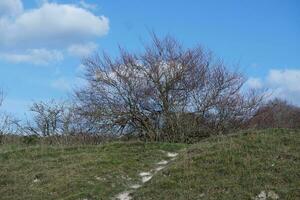 árvores e plantas às campo do Inglaterra Reino Unido foto