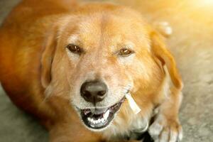 fechar acima face do uma labrador recuperador cachorro quebrado dente mastigar lanche gourmet com Sol flare fundo. . foto