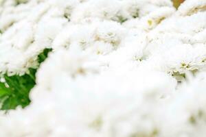 branco flores dentro pequeno jardim mostrar dentro música e inverno flores festival., Lampang tailândia. foto
