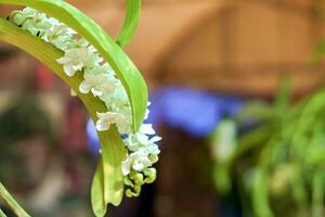 fechar-se e colheita branco orquídea dentro flor Panela suspensão dentro a orquídea curvatura em embaçado fundo. foto