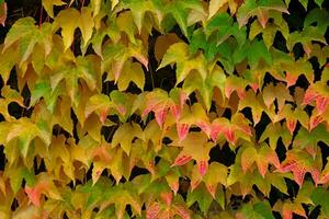 outono cores brilhante rosa, amarelo, verde folhas do donzela uvas em parede dentro cair. brilhante cores do outono. partenocissus tricuspidata ou boston hera mudando cor dentro outono. natureza padronizar foto