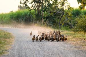 bando de patos caminhando em uma estrada de terra em uma plantação