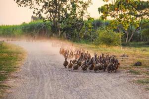 bando de patos caminhando em uma estrada de terra em uma plantação