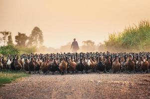 bando de patos com agricultores pastoreando em estrada de terra foto