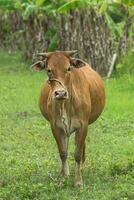 vacas estão olhando para atirar. foto