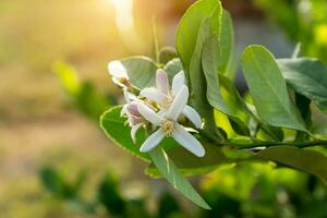 limão flor em árvore. foto