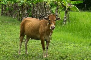 vacas estão olhando para atirar. foto