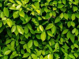 fundo de folha verde. foto