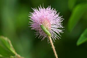 fechar acima do sensível plantar ou mimosa Pudica plantar. foto