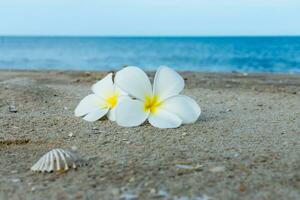 branco plumeria ou frangipani flor em a de praia. foto