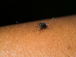 fechar-se do uma mosquito sucção sangue. foto