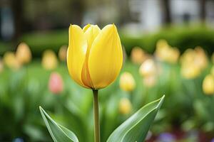 ai gerado amarelo tulipa dentro a jardim. ai gerado foto