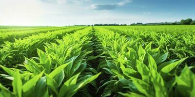 ai gerado campo do vibrante verde biocombustível plantações. ai gerado. foto