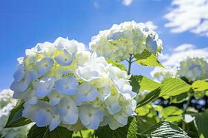 ai gerado azul francês hortênsia debaixo azul céu. ai gerado foto