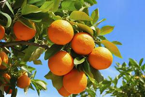 ai gerado laranja fruta em árvore. ai gerado foto