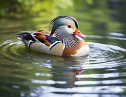 ai gerado fechar-se do mandarim Pato natação dentro lago. generativo ai. foto