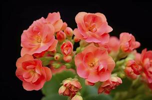 ai gerado kalanchoe blossfeldiana. ai gerado foto