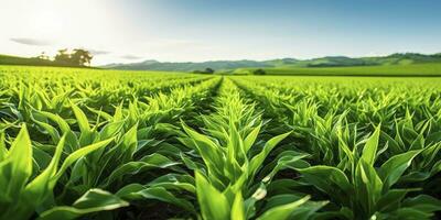 ai gerado campo do vibrante verde biocombustível plantações. ai gerado. foto