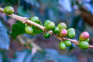 grânulos de café fresco no galho. foto