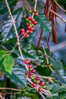 grânulos de café fresco no galho. foto