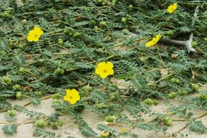 tribulus terrestris plantar com flor e folha. foto