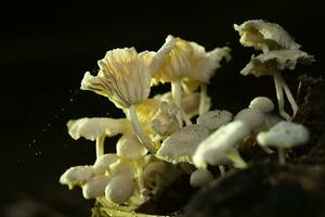 uma grupo do venenoso cogumelos dentro a floresta. foto