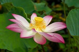 linda flor de lótus rosa foto