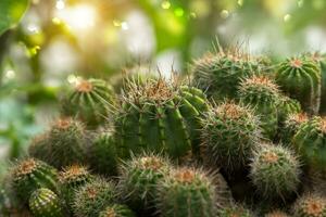 cacto plantar com luz solar. foto