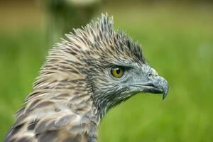 fechar acima cabeça do uma mutável águia-falcão foto