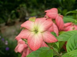 fechar acima dona flor com Rosa folhas. foto