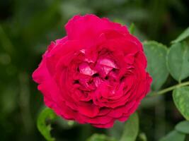 fechar acima vermelho Éden escalada rosa flor com borrão fundo. foto
