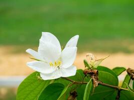 fechar acima Nevado orquídea árvore, orquídea árvore flor. foto