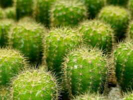 fechar acima verde cacto com espinhos em borrão fundo. foto