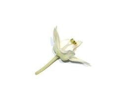 fechar acima branco coroa flor, gigante indiano serralha, gigantesco em branco fundo. foto