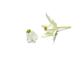 fechar acima branco coroa flor, gigante indiano serralha, gigantesco em branco fundo. foto