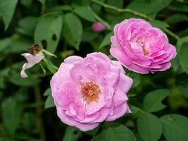 fechar acima Rosa rosa flor com borrão fundo. foto