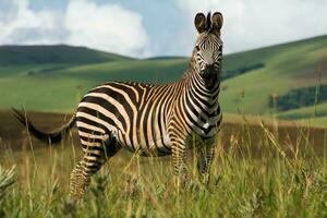 solteiro zebra em pé dentro Nyika nacional parque, maláui. cheio comprimento. natureza e verde colinas dentro desfocado fundo foto